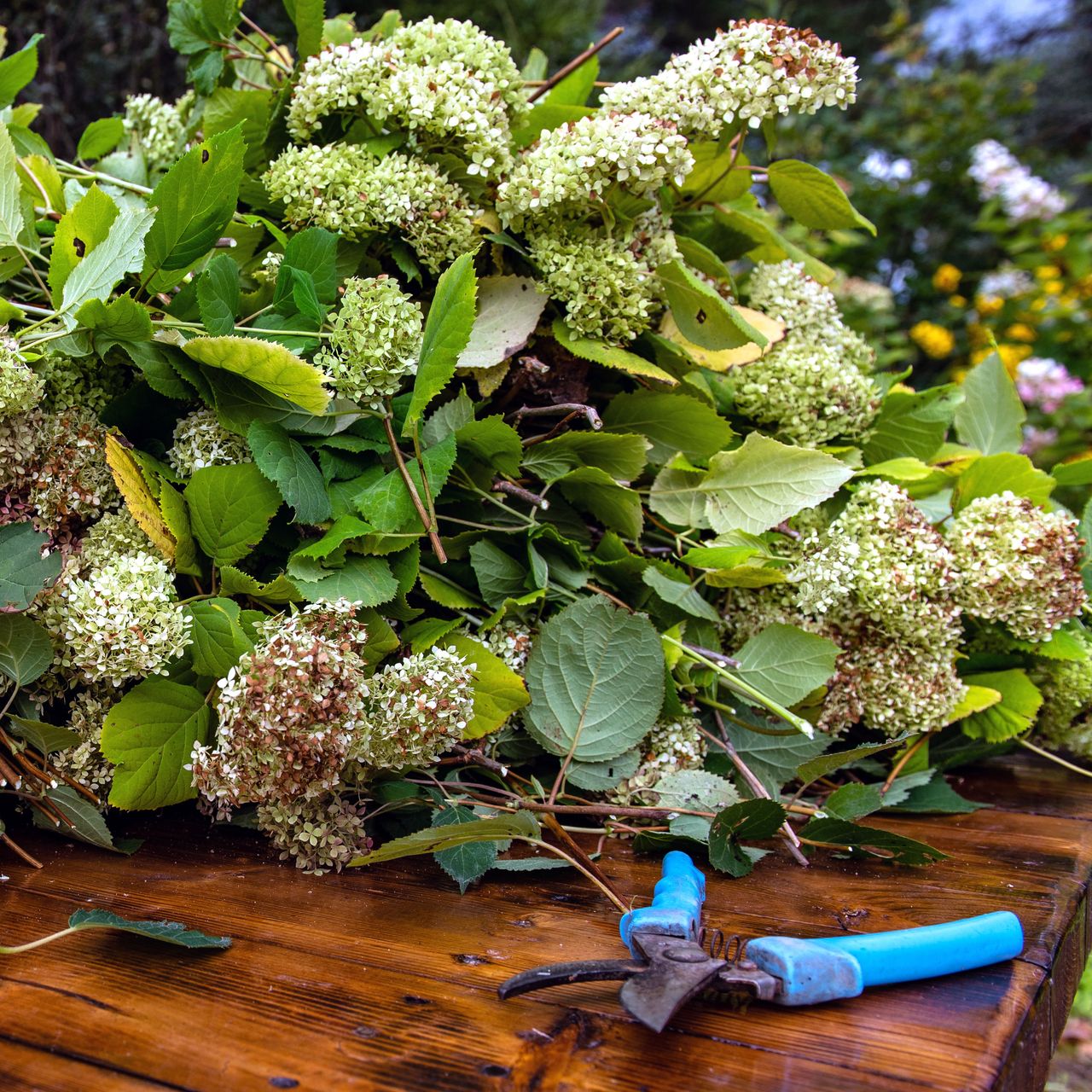 pruning hydrangea showing clippings, dried flower heads and blue pruners on wooden table
