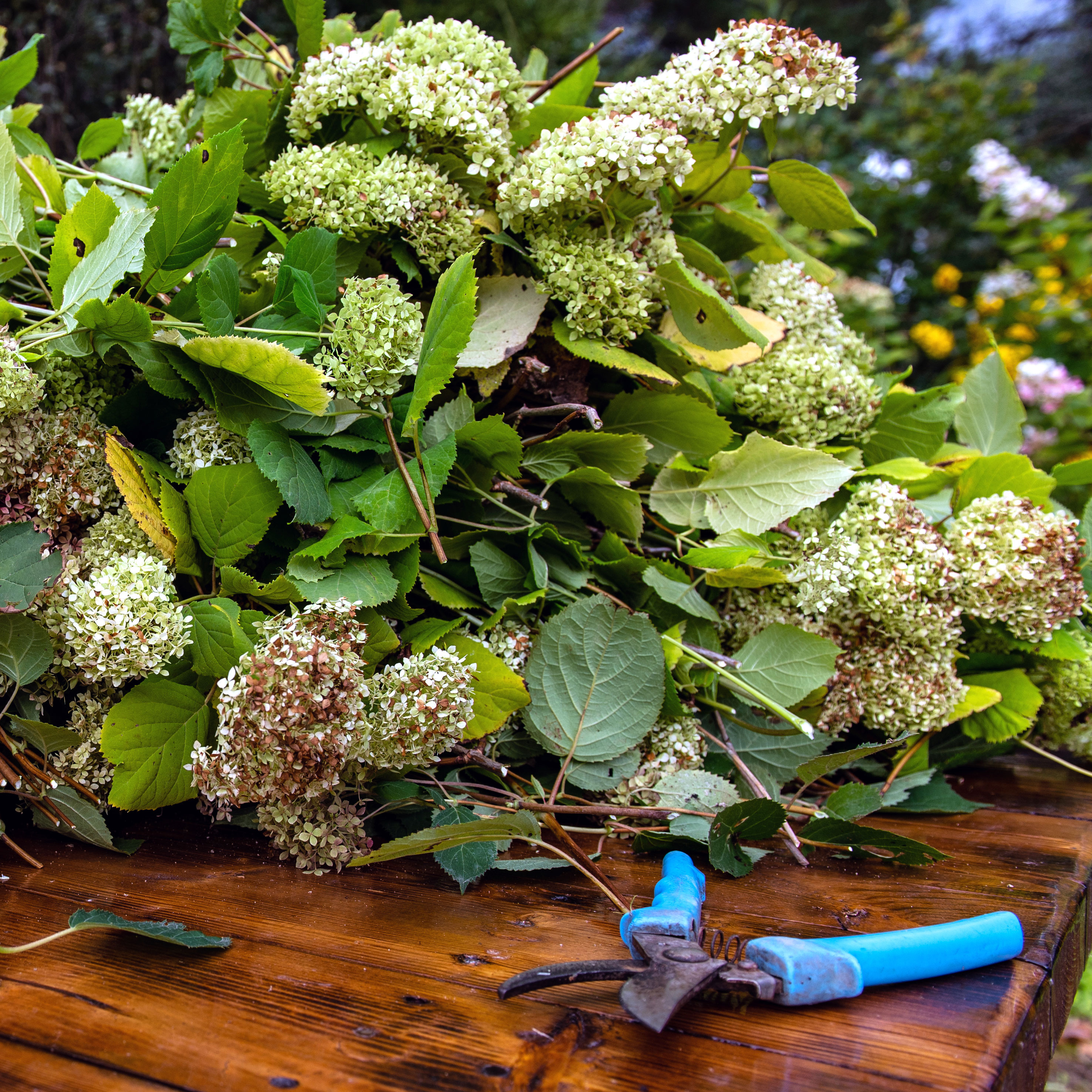 pruning hydrangea showing clippings, dried flower heads and blue pruners on wooden table