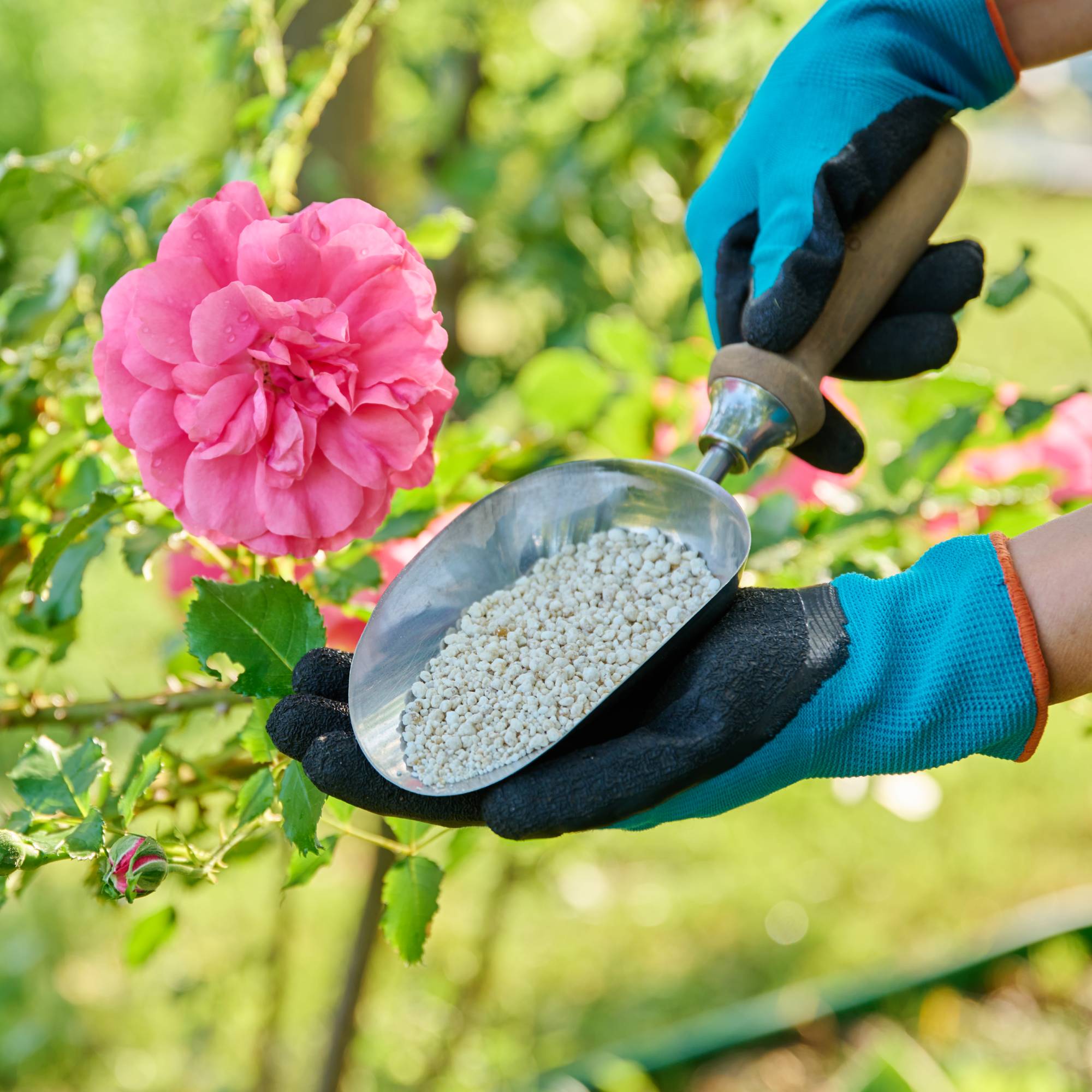 Gloved hands holding a trowel of granular fertilizer next to a pink rose