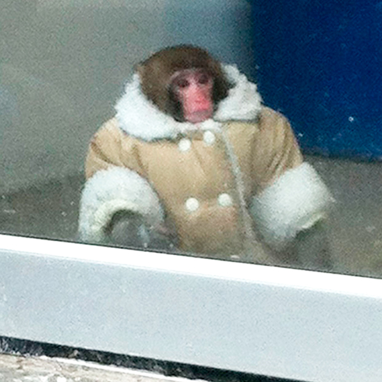 darwin ikea monkey