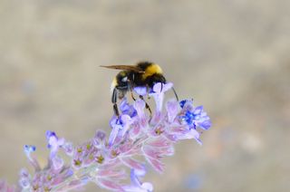 bees, pollinators, Nectar sipping