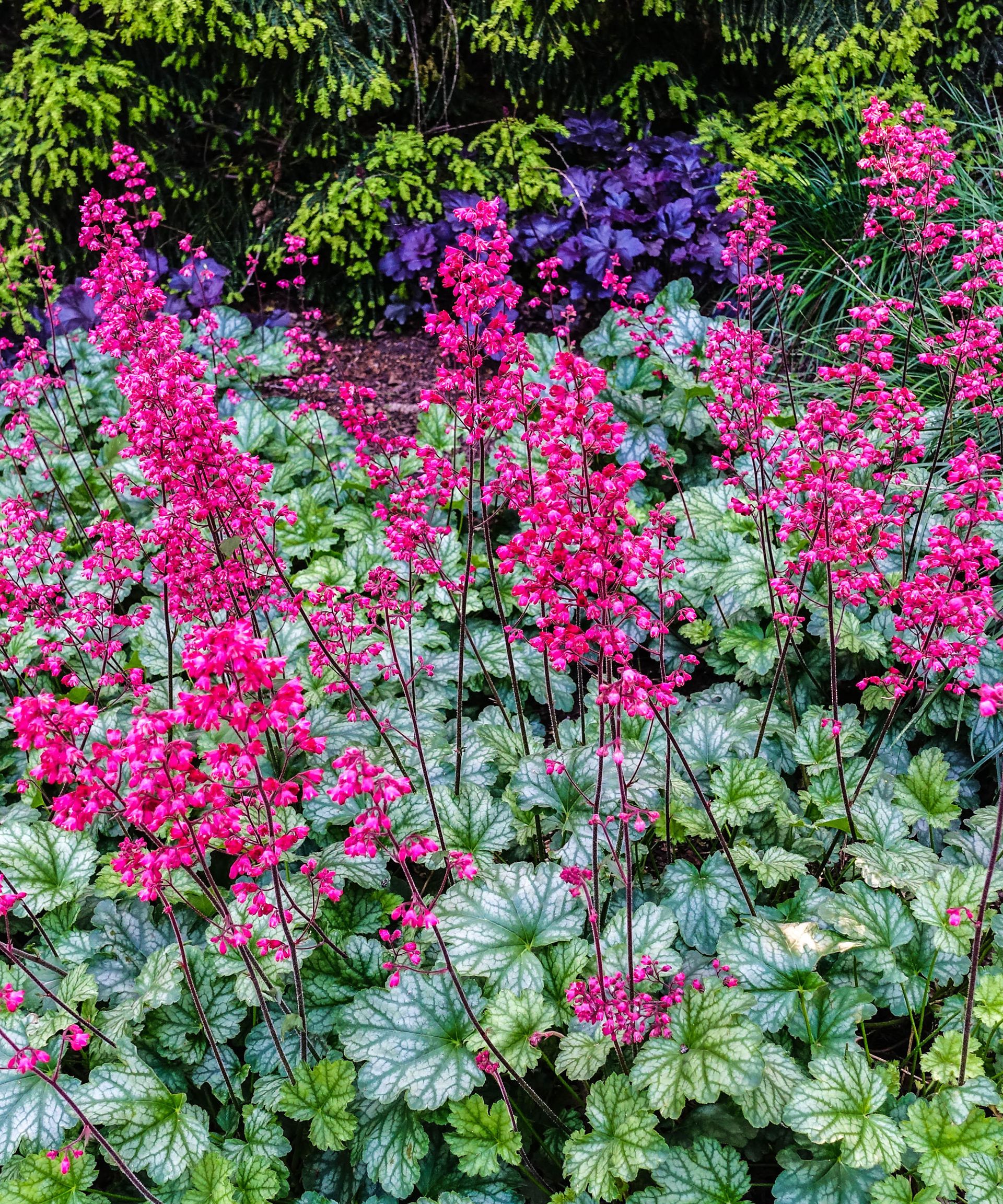 Heuchera care and growing guide: expert tips for coral bells | Homes