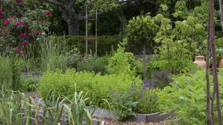 herbs in a vegetable garden