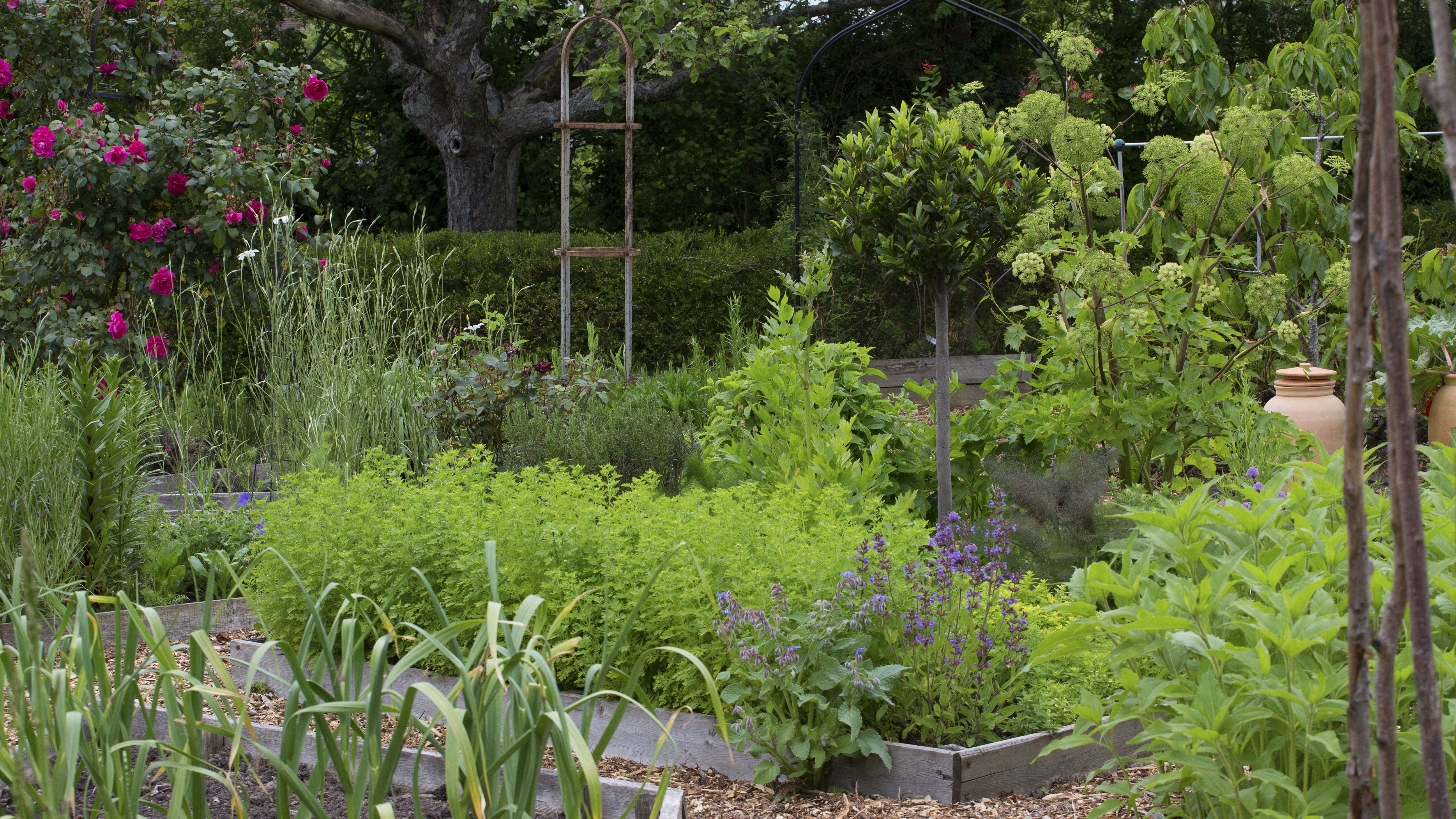 herbs in a vegetable garden