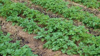 Rows of potatoes and straw mulch on a field of organic farm