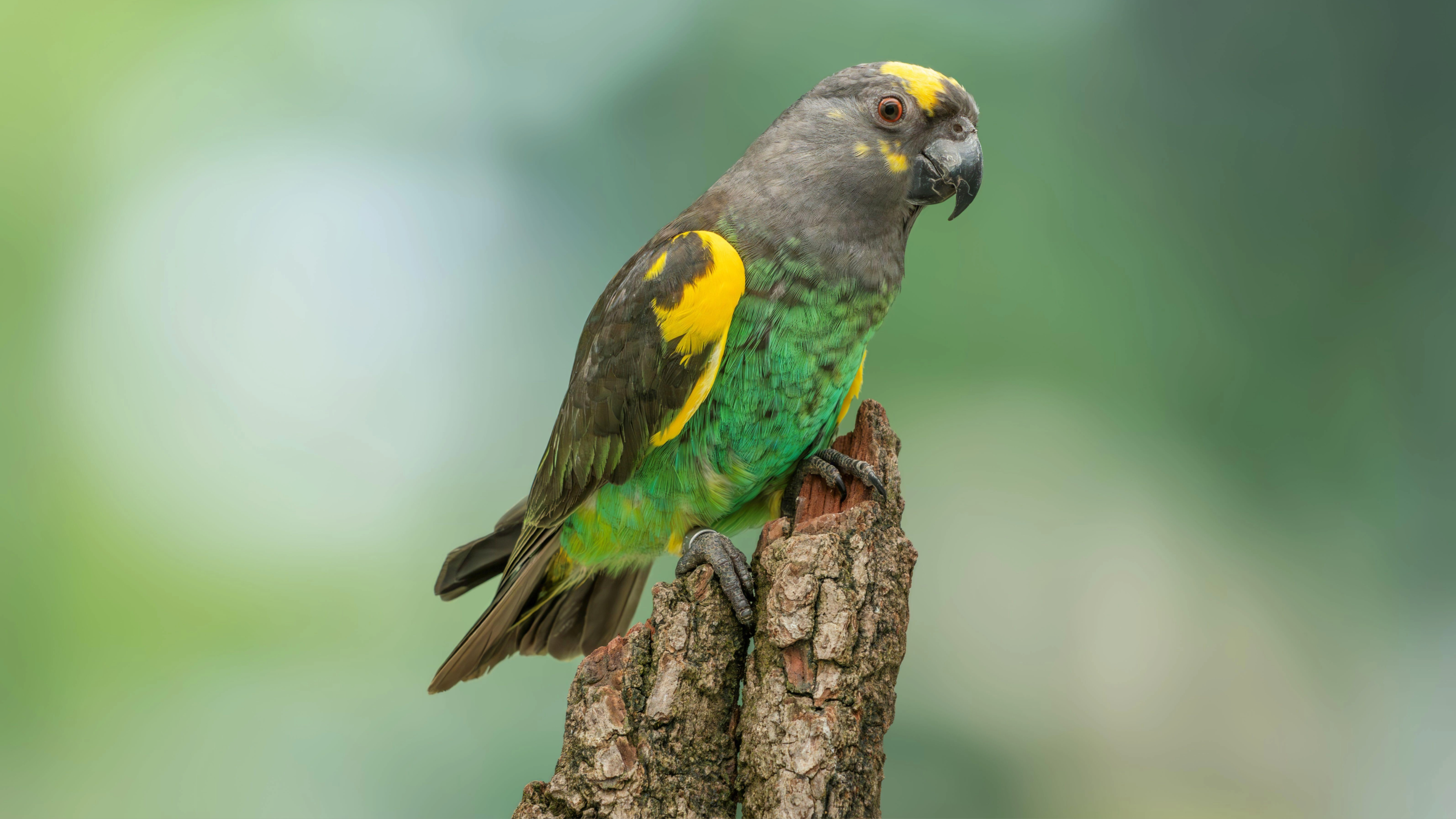 Meyer's parrot