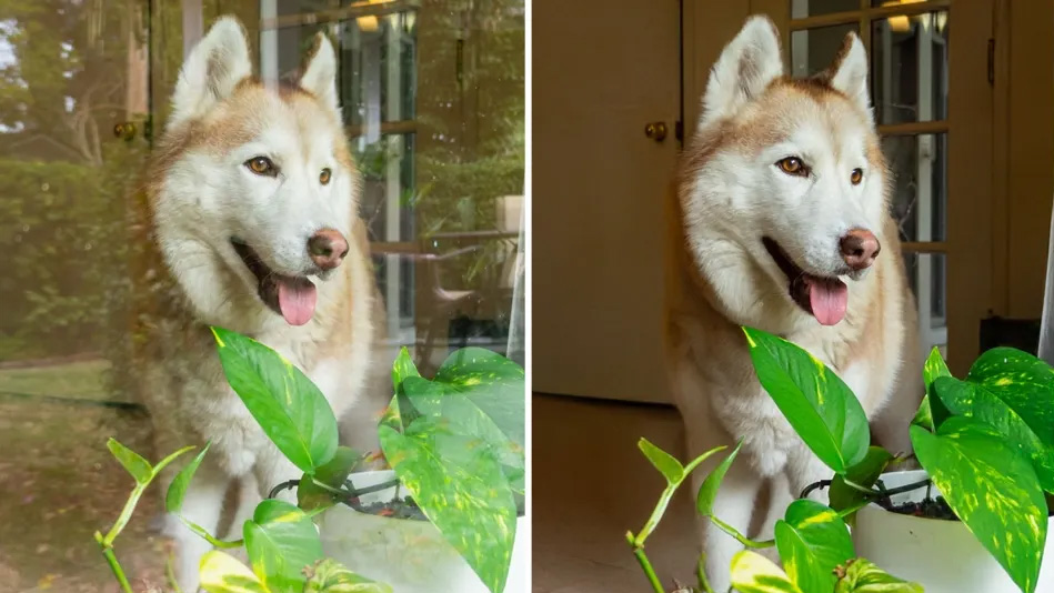 Two photos of a dog with the reflections removed using Adobe's Reflection Removal tool