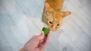 Cat being handfed a cucumber