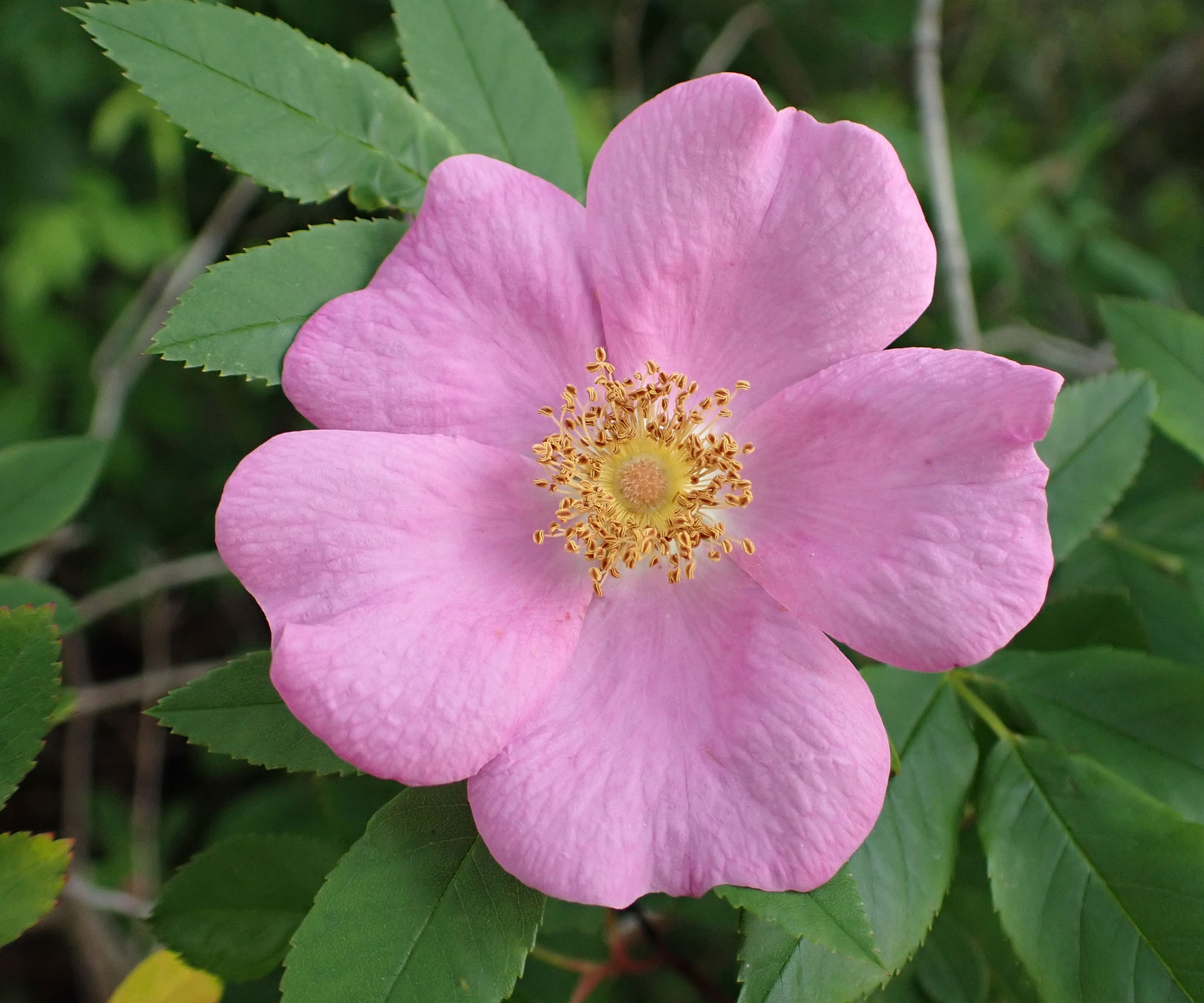 flowering swamp rose with pink flower