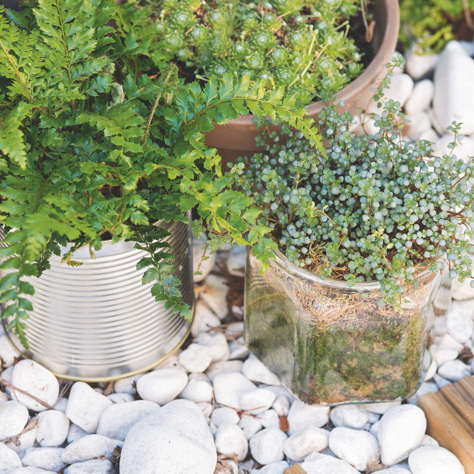 houseplants on pebbles