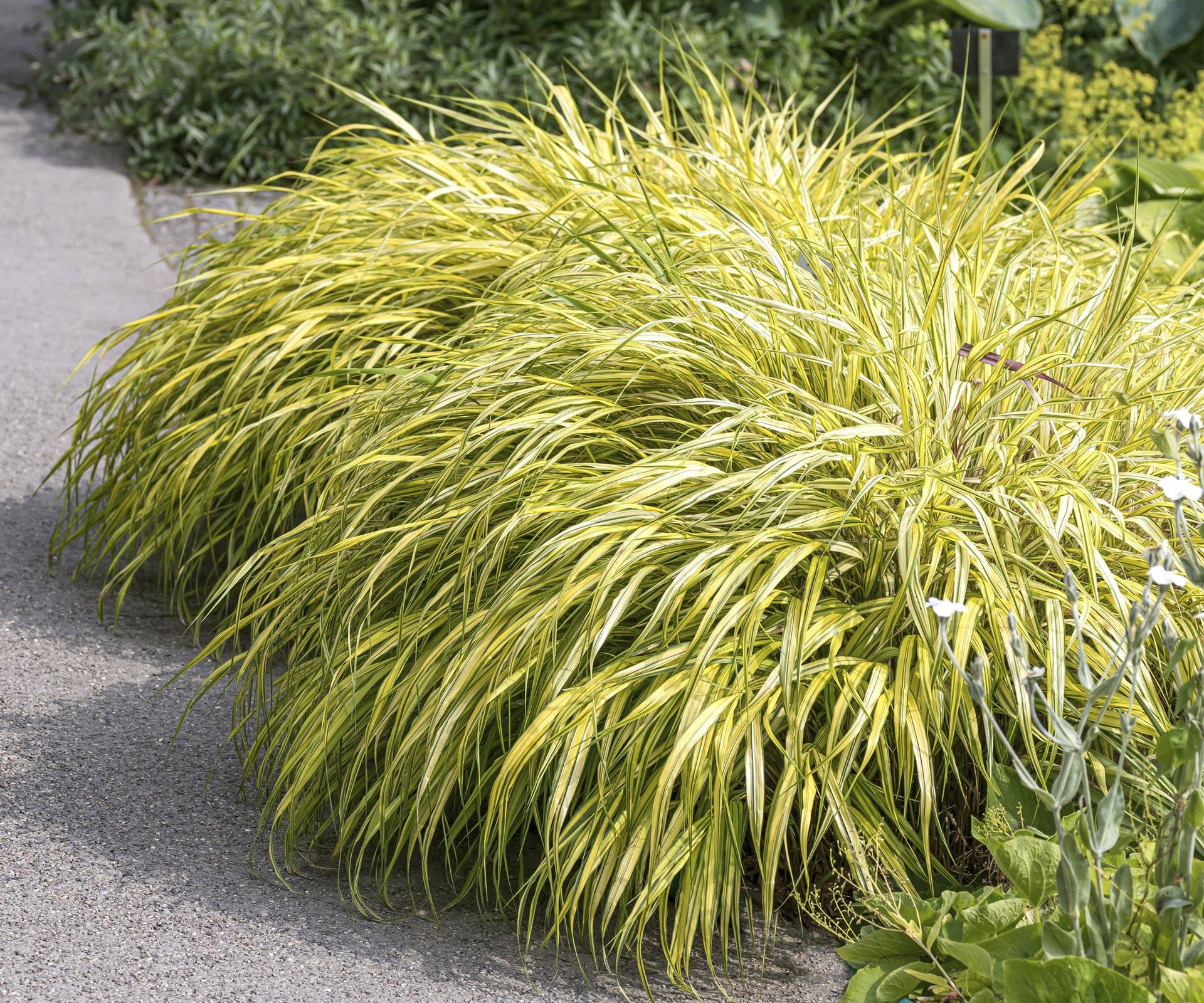 Japanese forest grass Aureola plant on pathway in garden
