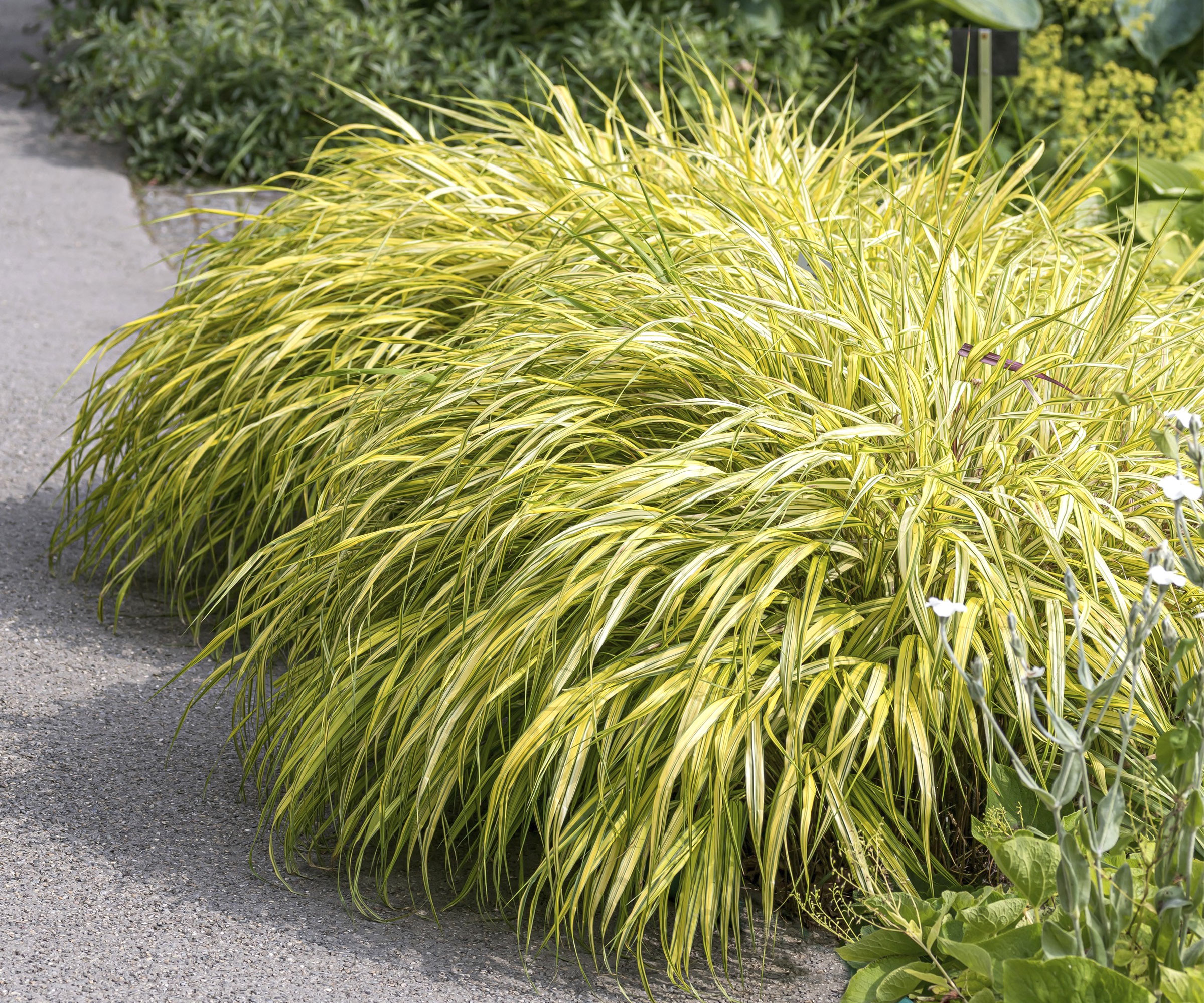 Japanese forest grass Aureola plant on pathway in garden