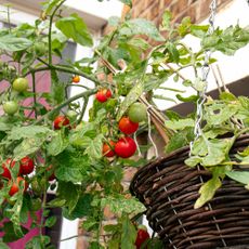 Tomatoes in hanging baskets 