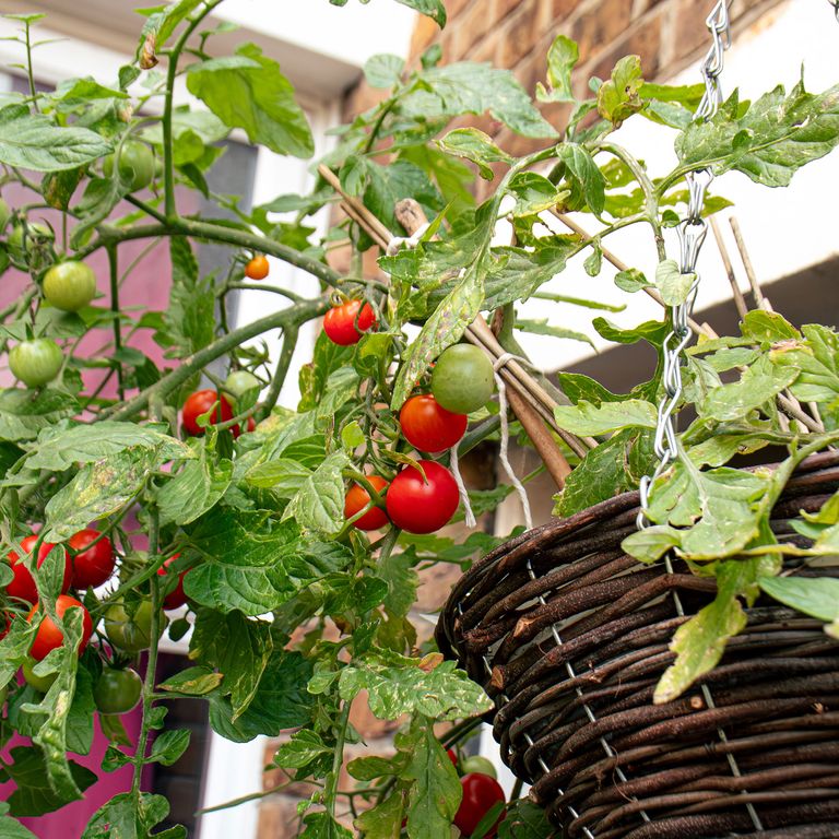 growing-tomatoes-in-hanging-baskets-a-straightforward-guide-ideal-home