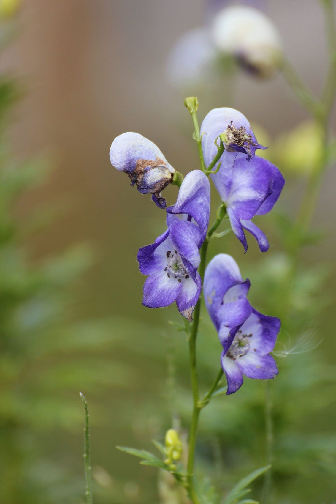 Aconitum Monkshood Plant