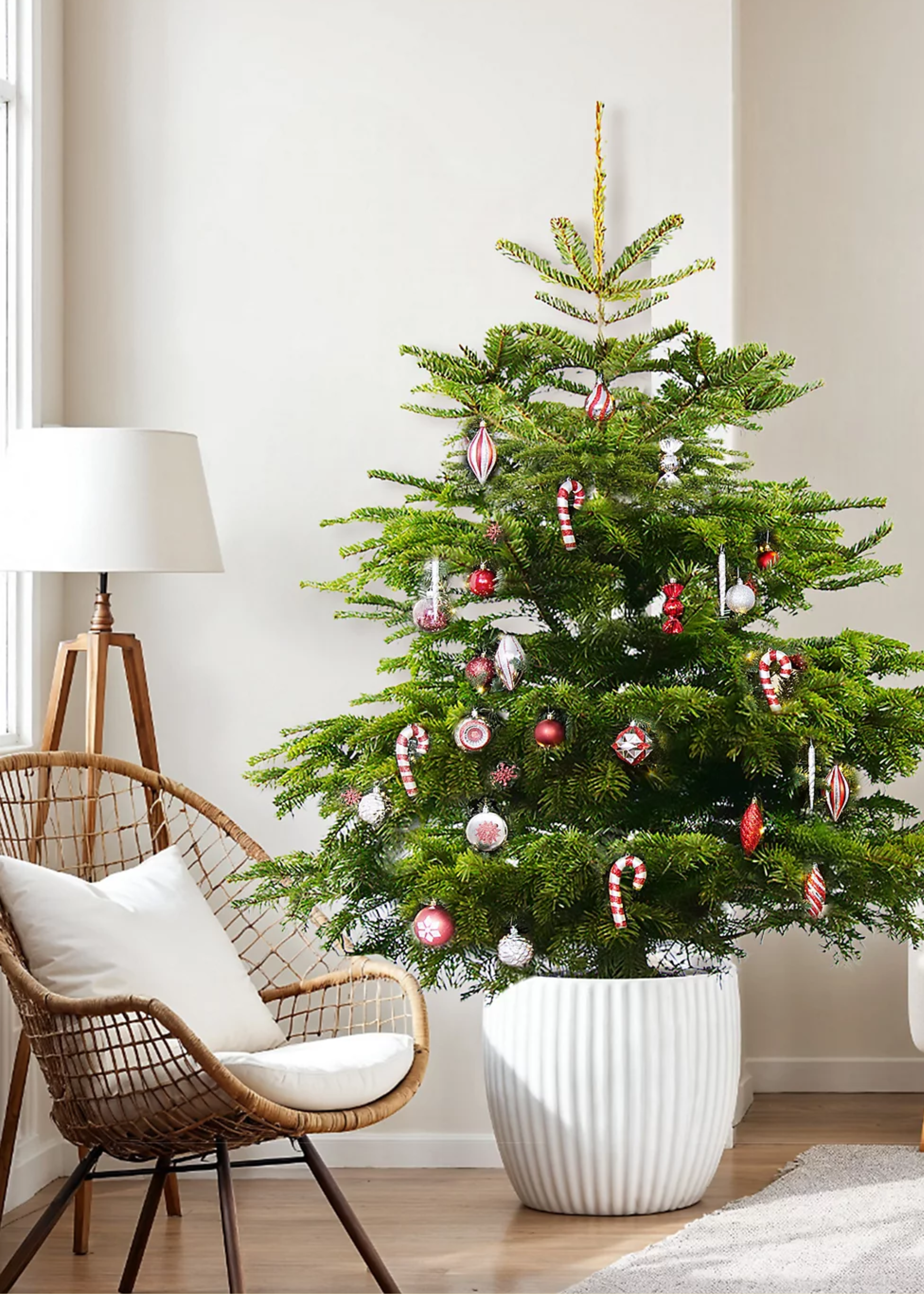 A fir Christmas tree in a ribbed white planter with red ornaments by a wicker chair and a standing floor lamp
