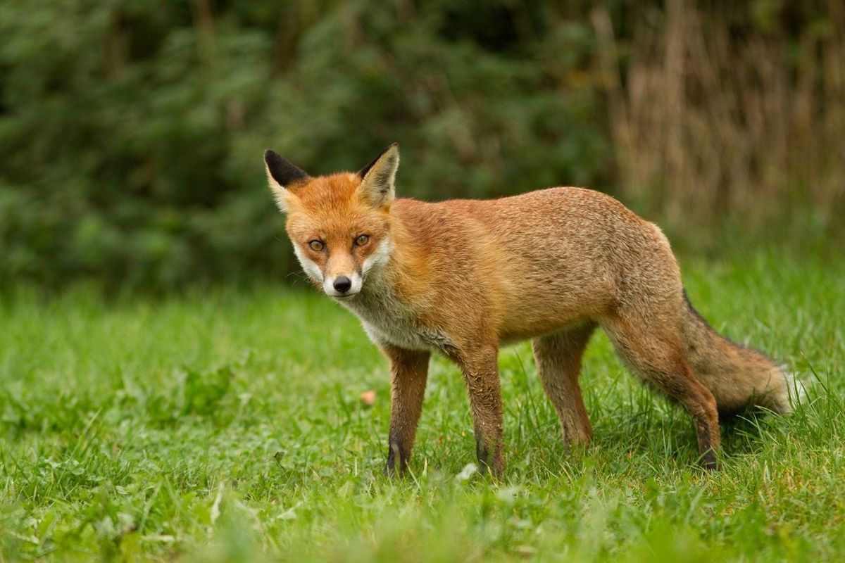 Red Fox Urine