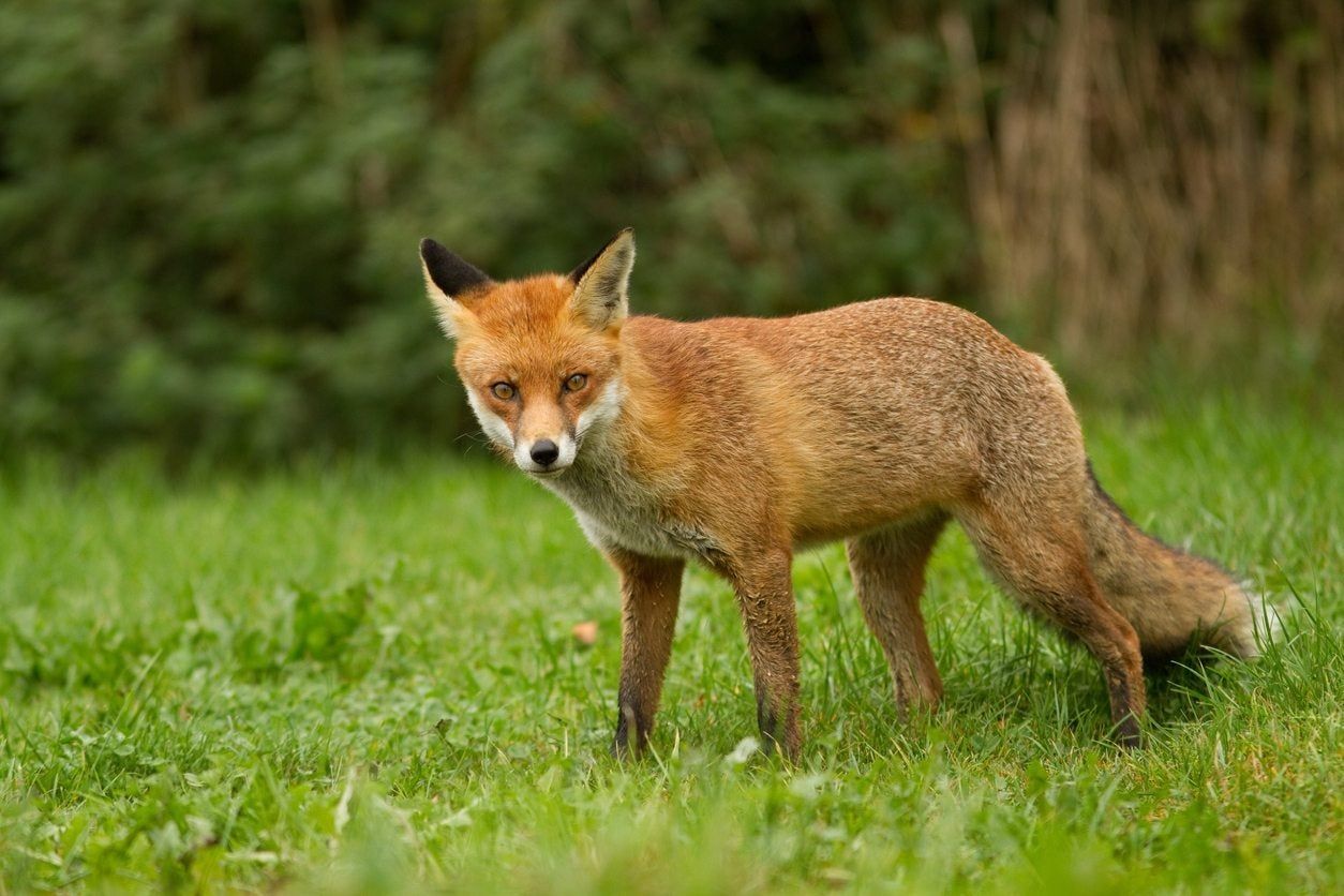 fox