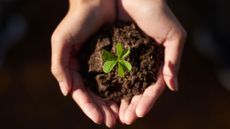 soil with seedling in hands