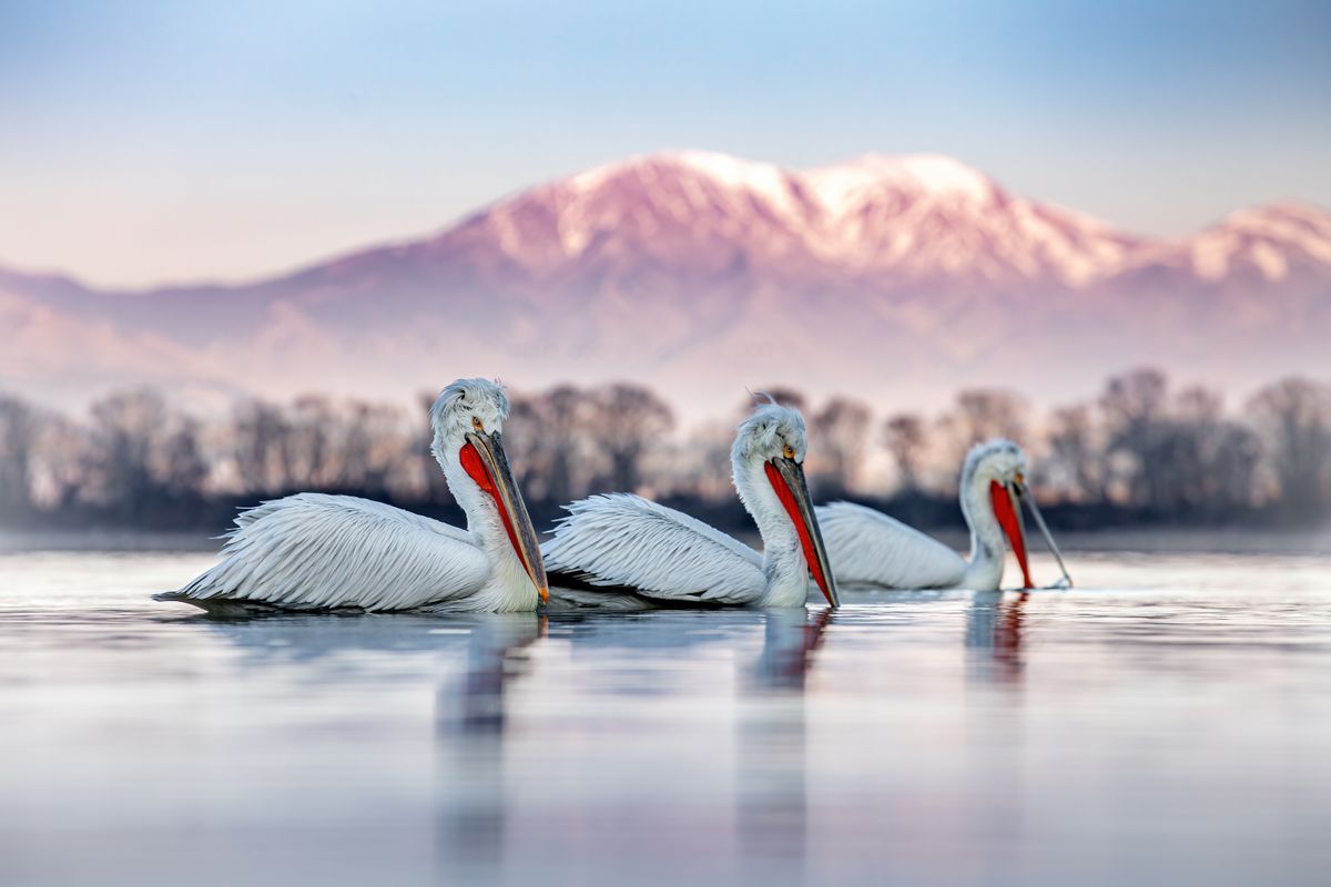 How to photograph pelicans from the shore with Sean Weekly