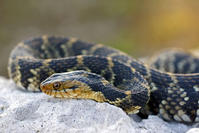 Facts About Water Snakes | Live Science