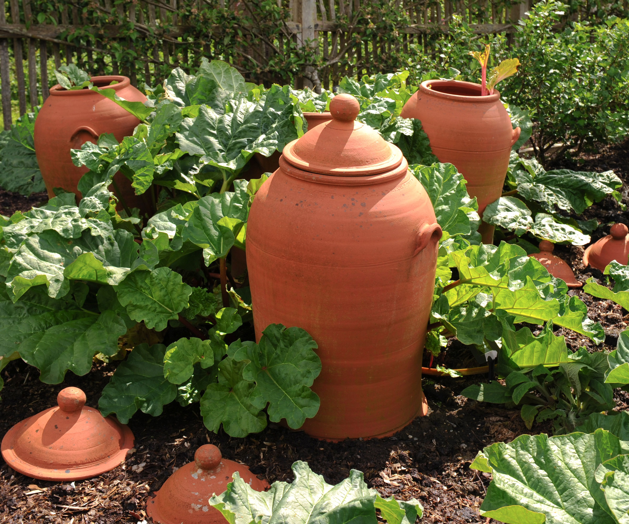 forced rhubarb in rhubarb forcing pots