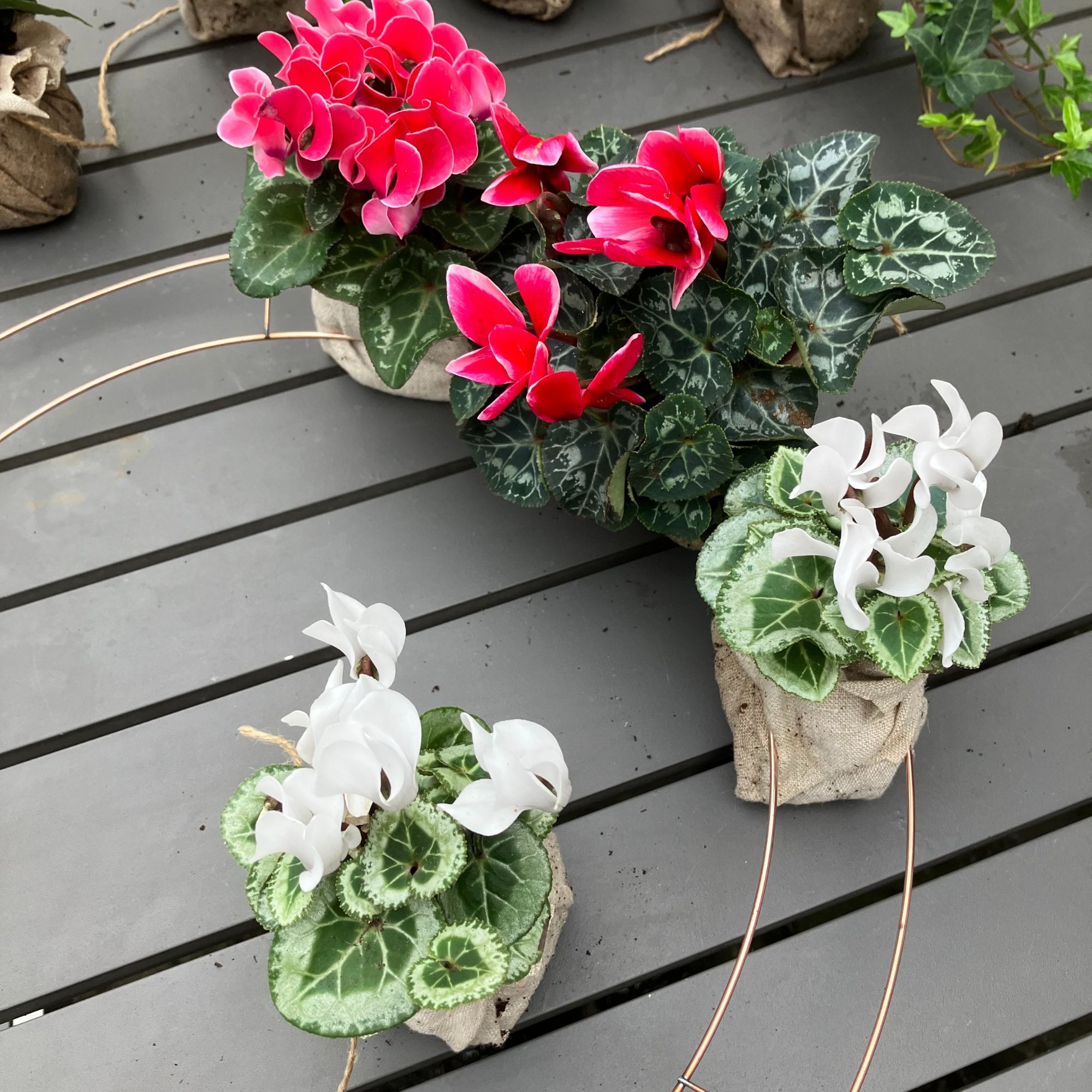 Christmas cyclamen and ivy wreath