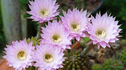 Easter Lily Cactus (Echinopsis oxygona) with pink flowers in full bloom