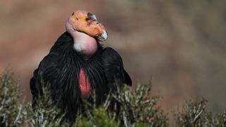 The California condor (Gymnogyps californianus) is North America's largest land bird.