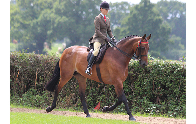 Amateur large riding horse: Bronte