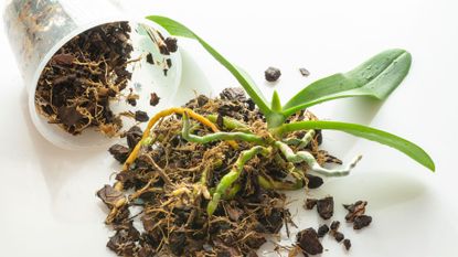 How to care for orchids indoors with our beginner's guide | Woman & Home