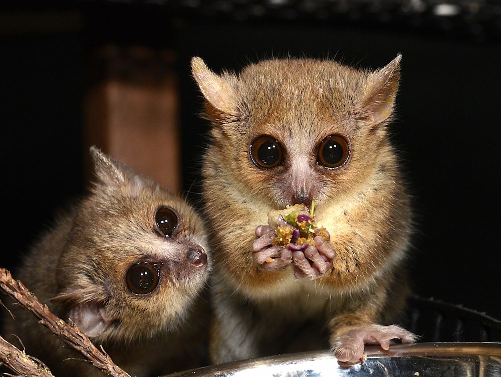 mouse lemur