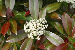 Photinia Red Robin with white flowers