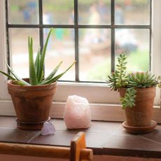 Aloe Vera and Succulent Houseplants on Windowsill