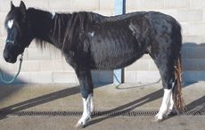 CREDIT_WORLD_HORSE_WELFARE_ERIC_ON_ARRIVAL-1200.jpg