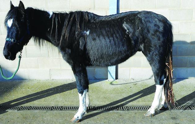 CREDIT_WORLD_HORSE_WELFARE_ERIC_ON_ARRIVAL-1200.jpg