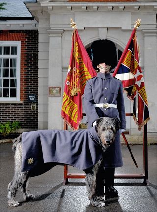 Domhnall performs ceremonial duties in London, but, luckily, he’s grown out of chasing cyclists