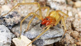 Close up photo of the yellow sac spider. It is yellow-orange in color, has 8 long legs, 6 black eyes, and two large orange pincers with black on the ends.