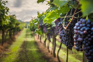 Gapes in a vineyard.