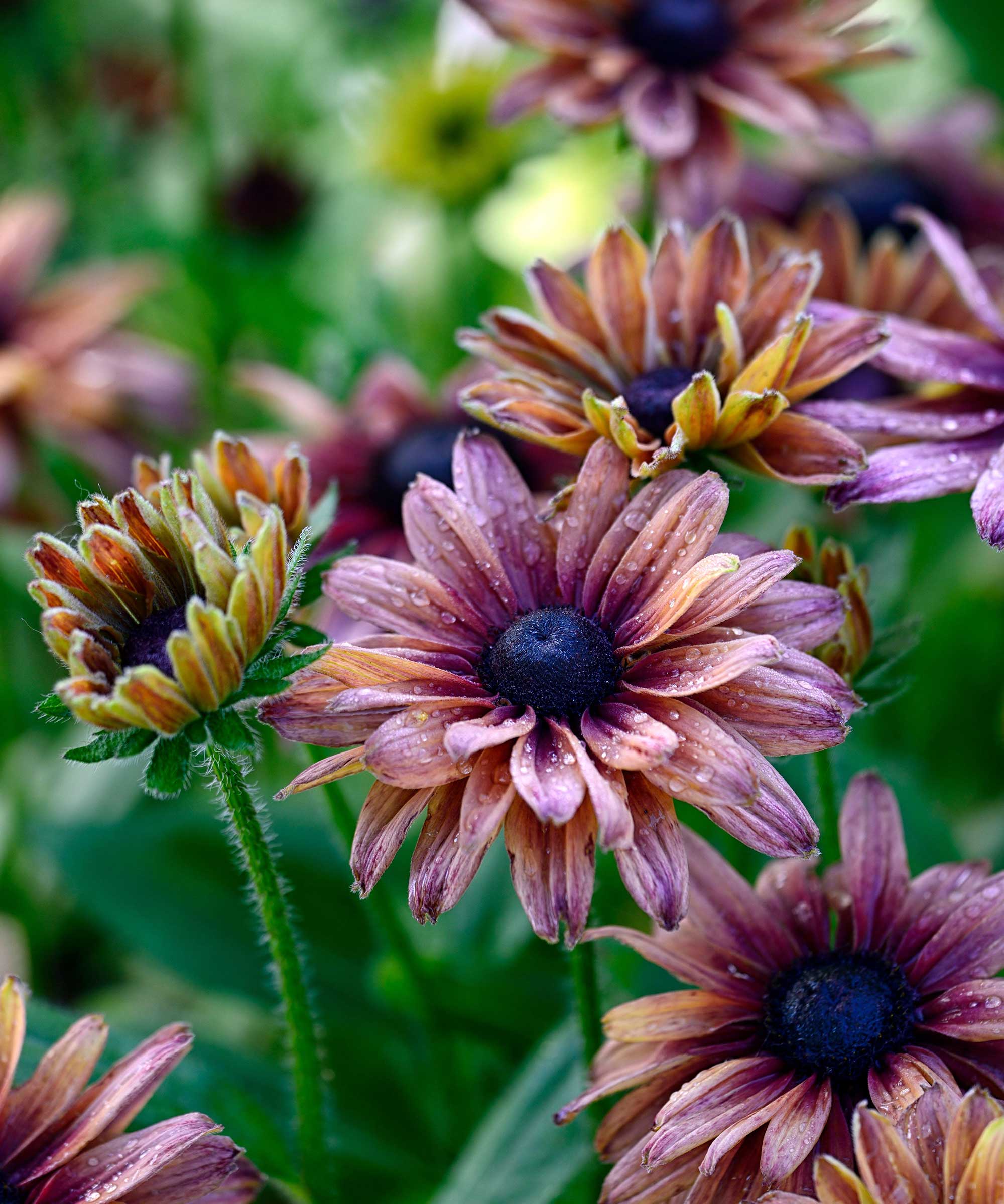 &#039;Sahara&#039; rudbeckia flowers