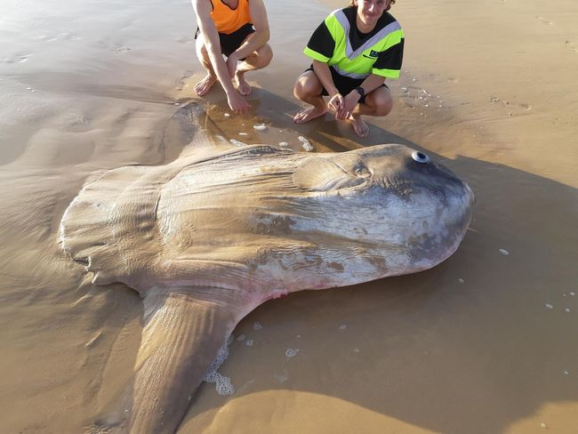 giant fish teddy