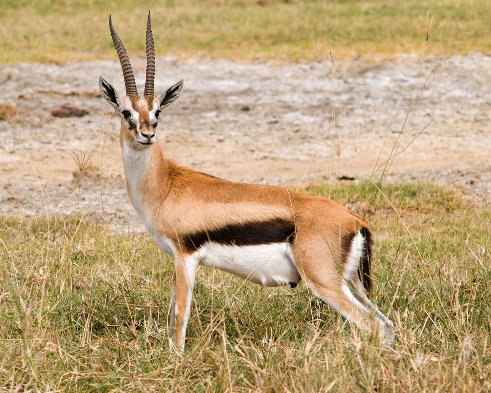 Thomson&#039;s gazelle 