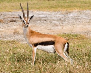 Gazelles Facts Pictures Live Science