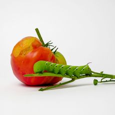 tomato and hornworm