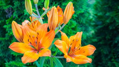 Orange lily flowers in a garden