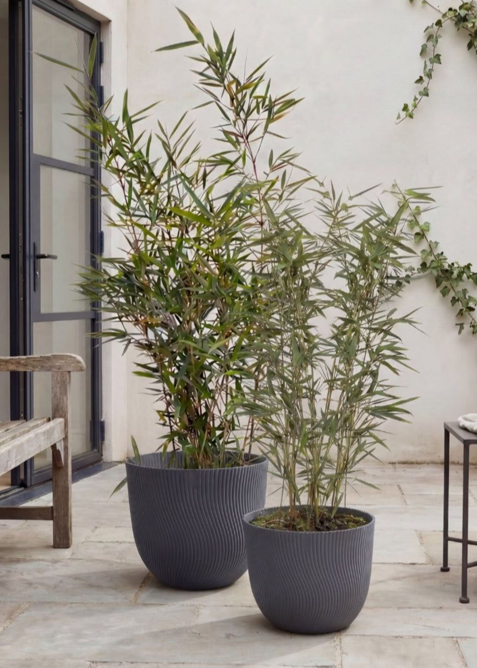 A pair of potted bamboo plants in an outdoor space