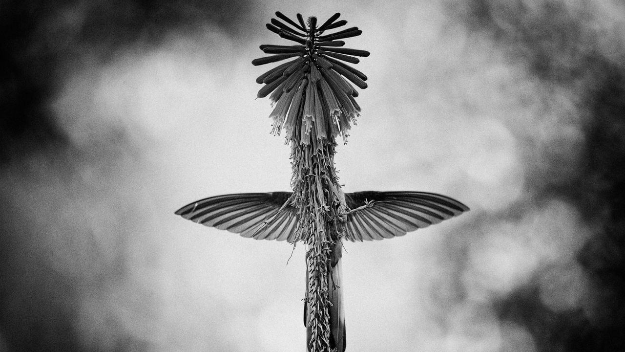 Wildlife Photographer of the Year winners