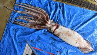 A female giant squid caught in a net off Kyoto had dozens of sperm packets from a single male embedded in her muscles.