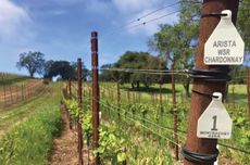 Vines at Arista Winery in Sonoma.