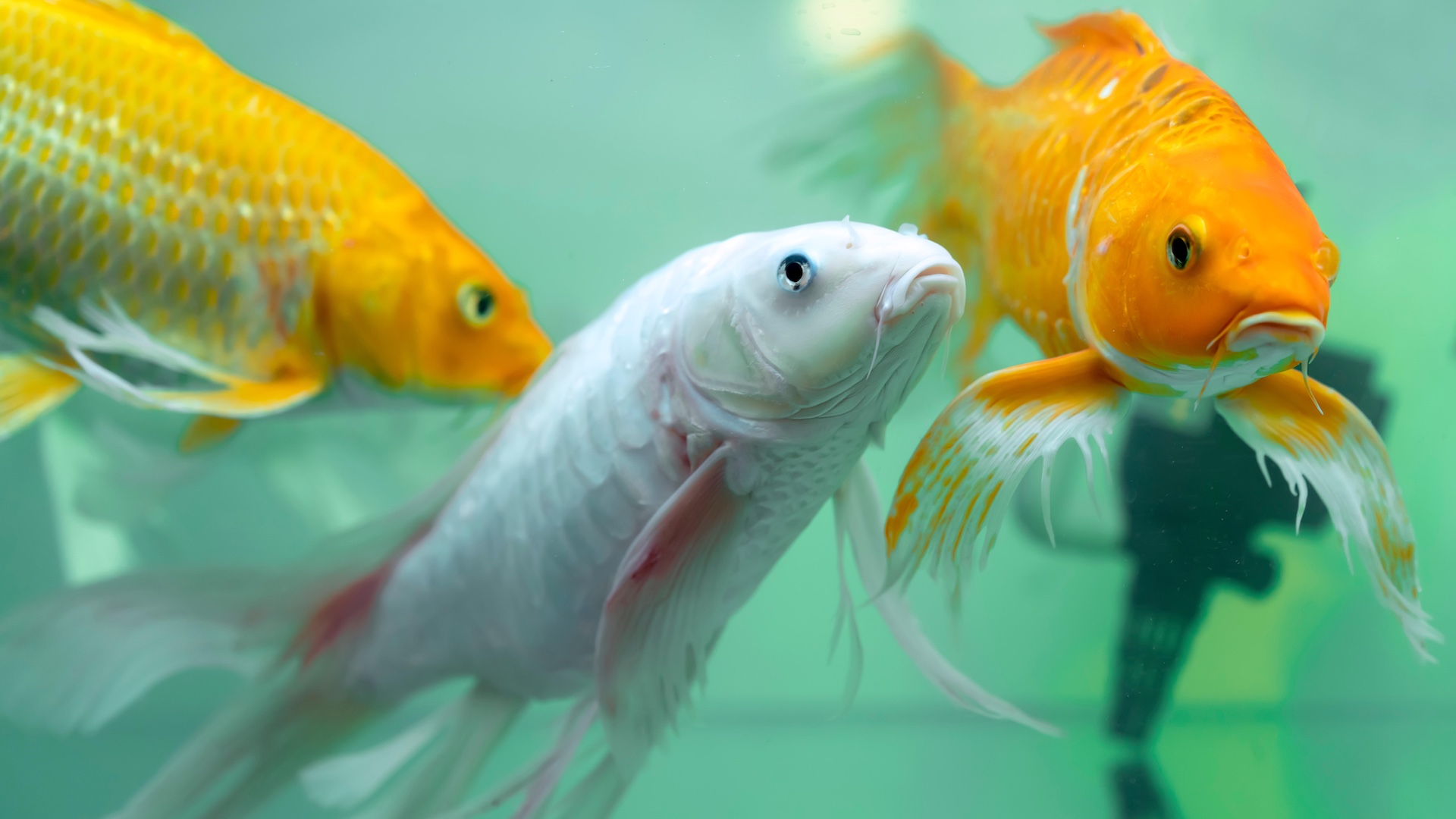 colourful koi fish